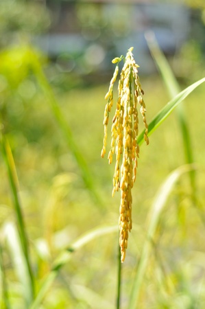 rice in thaiの写真素材