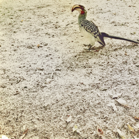 A yellow-billed hornbill perching comfortably.の素材