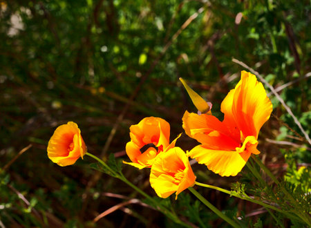 bright colorful flowers close up, San Carlos de Barilocheの写真素材