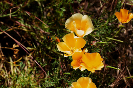 bright colorful flowers close up, San Carlos de Barilocheの写真素材