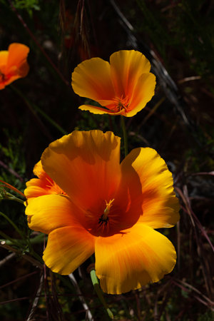 bright colorful flowers close up, San Carlos de Barilocheの写真素材
