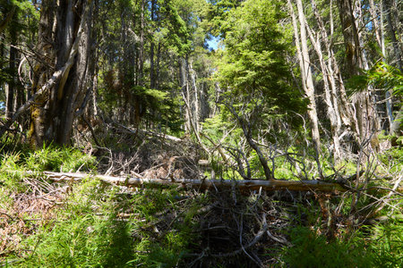 beautiful green forest, San Carlos de Bariloche, Argentina, South America.の写真素材