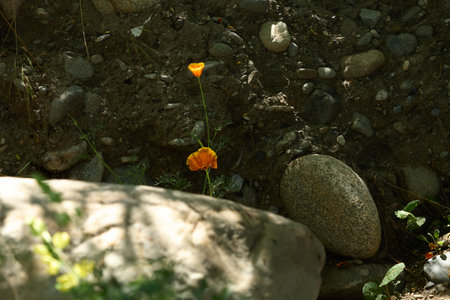 orange flowers on the stone shore of the lakeの写真素材