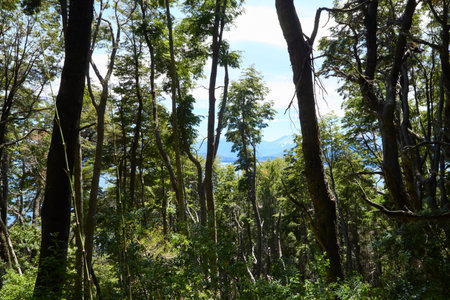 Tree trunks stretch with green crowns into the blue sky, San Carlos de Bariloche, Argentina, South Americaの写真素材