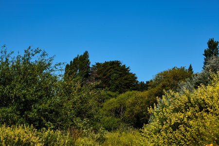beautiful green forest, San Carlos de Bariloche, Argentina, South America.の写真素材