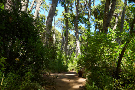 beautiful green forest, San Carlos de Bariloche, Argentina, South America.の写真素材