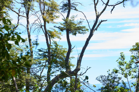 beautiful green forest with mountains in the background, San Carlos de Bariloche, Argentina, South America.の写真素材