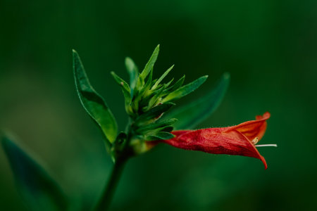 red flowers Canario Rojo (Dicliptera squarrosa) Popular name Canario Rojo, Ajisillo Scientific name...
