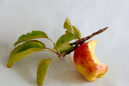 bitten apple on a branch with leaves on a white backgroundの写真素材