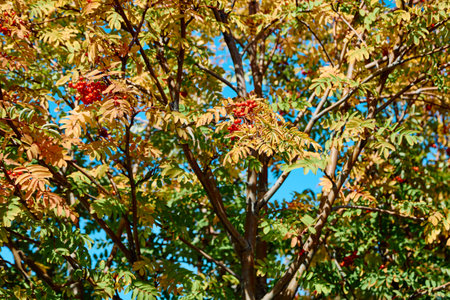 fragment of a red rowan tree, autumn timeの写真素材