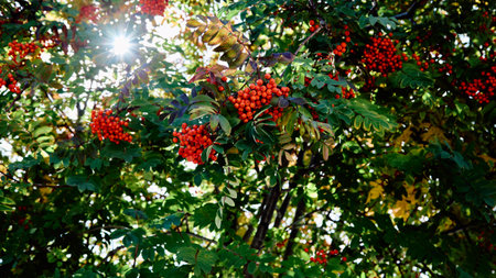 fragment of a red rowan tree, autumn time