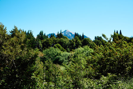 dense mountain green forest against the backdrop of a mountain peak, Bariloche National Parkの写真素材