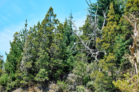 dense fairytale forest on the mountainside hiding the blue sky, Bariloche National Parkの写真素材