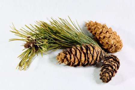 Brown pine cones with branch on white backgroundの写真素材