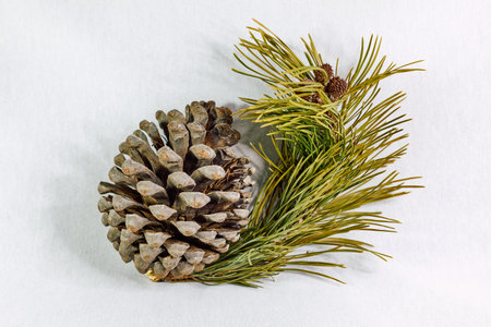 Brown pine cone with branch on white background