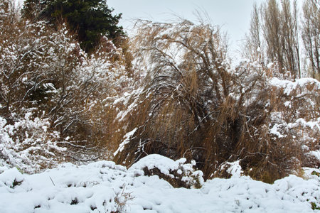 branches of trees and bushes bending from snow and winter wind. South America, San Carlos de Bariloche.の写真素材