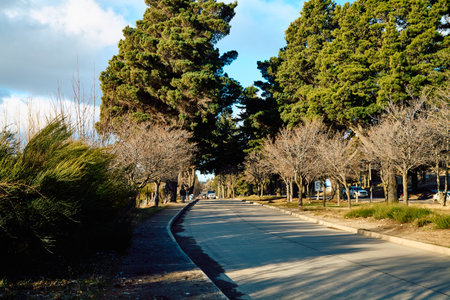 Country road among tall trees and bushes. Patagonia. Rio Negro. San Carlos de Barilocheの写真素材