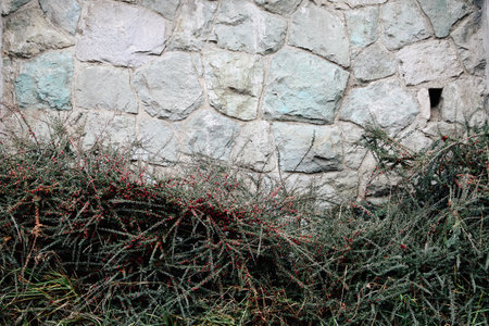 Natural stone wall partially covered with green plants. Argentina, Bariloche, Rio Negro