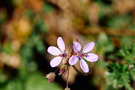 Erodium cicutarium is a forage plant that grows in almost all temperate regions of the globeの写真素材