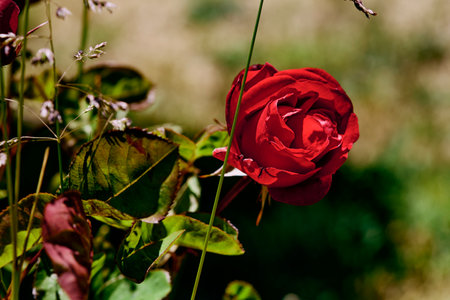 Examples of common meanings of different colored roses are: true love (red), mystery (blue), innocence or purity (white), death (black), friendship (yellow), and passion (orange)の写真素材