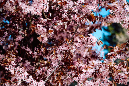 The Ceracifera flower, commonly known as the cherry plum or garden plum, blooms in the spring and produces white flowers with five petalsの写真素材