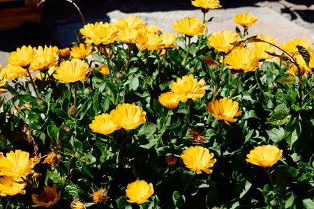 Calendula. Commonly called marigold or daisy, they are a genus of about fifty species of annual or perennial herbs of the Asteraceae familyの写真素材