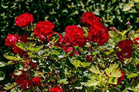 Examples of common meanings of different colored roses are: true love (red), mystery (blue), innocence or purity (white), death (black), friendship (yellow), and passion (orange)の写真素材