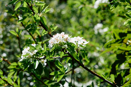Branch of blossoming pear tree on blurred backgroundの写真素材