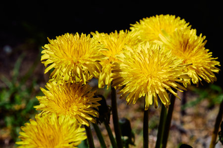 In the language of flowers Dandelion - happiness, smile, joy of lifeの写真素材