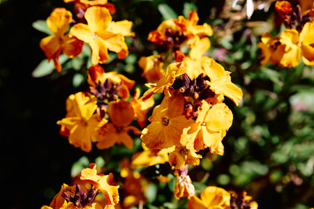 Erysimum cheiri 'Harpur Crewe' is a species of herbaceous plants.の写真素材