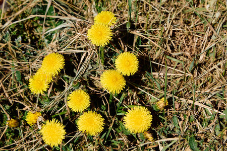 In the language of flowers Dandelion - happiness, smile, joy of lifeの写真素材
