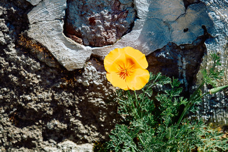Orange poppy flower against the background of a stone wall on the shore of the lakeの写真素材