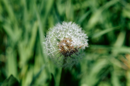 Red-seeded dandelion (Taraxacum erythrospermum) in the grassの写真素材