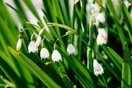 Narcissus pseudonarcissus, commonly named the wild daffodil or Lent lily (Welsh: Cennin Pedr), is a perennial flowering plantの写真素材
