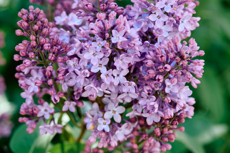 Syringa vulgaris, the lilac or common lilac, is a species of flowering plant in the olive familyの写真素材