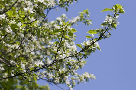 Flowers branch