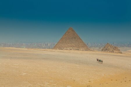 camels caravan on egyptian pyramid backgroundの写真素材