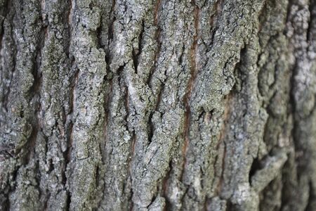 Texture of old tree bark