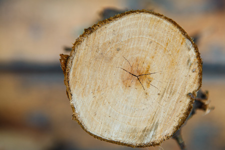 Cracked split of tree with barkの写真素材