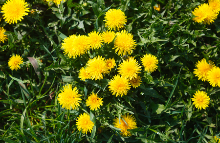 Yellow dandelions on green grassの写真素材