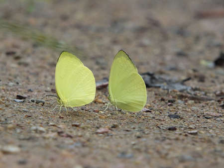 love of butterflyの写真素材