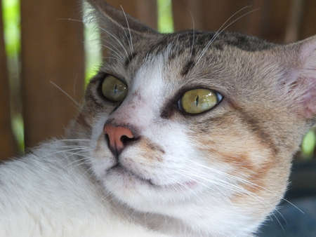 cute catの写真素材