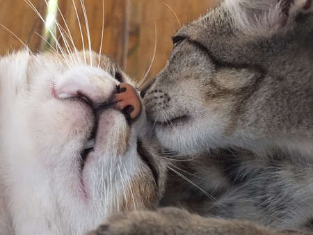 love of catの写真素材