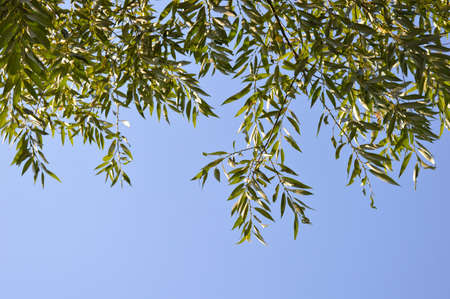 sky. nature backgroundの写真素材