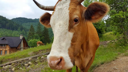 Calf face , selective focus. The cow looks at the cameraの写真素材