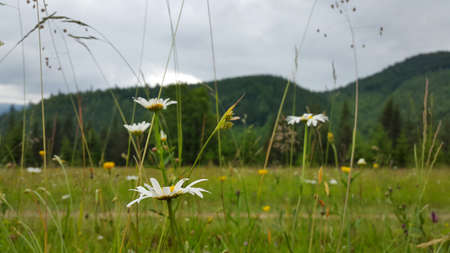 Mountain landscape with flowersの写真素材