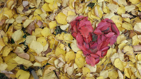 red leaves in the shape of a heart