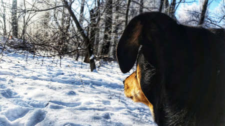 Dog looking in the distance in the winter.の写真素材