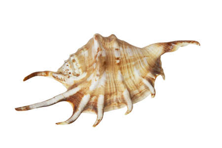 Seashell isolated on white background