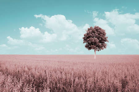Fantastic landscape oats fieldの写真素材